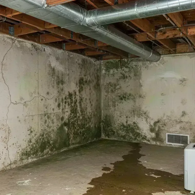 Professional Mold Removal in Ravenna, NE